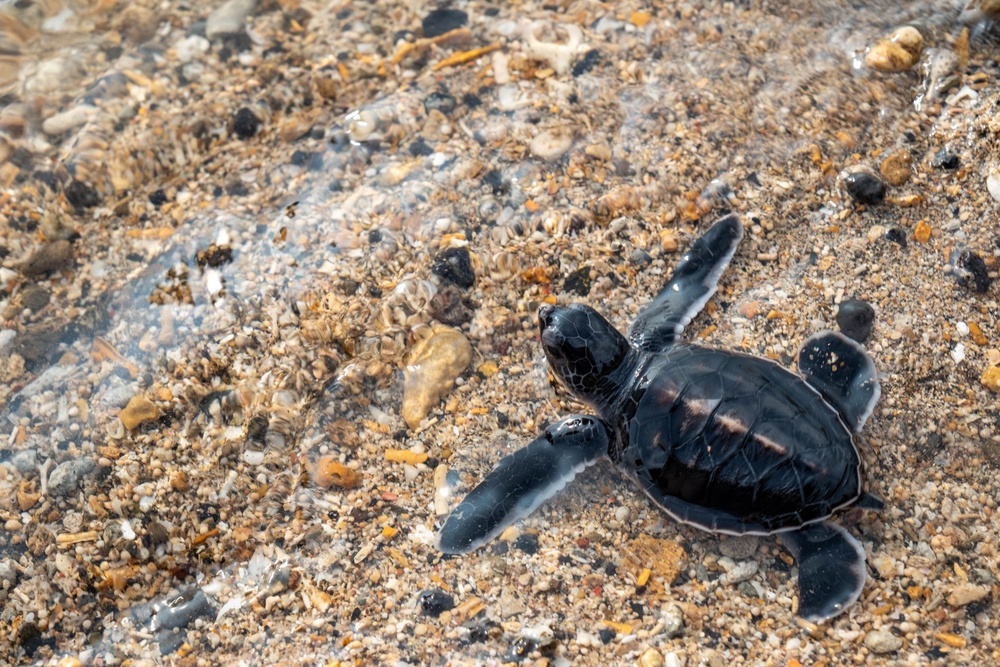 U.S. Navy Sailors release baby sea turtles into ocean during Multilateral Naval Exercise Komodo 2025 community relations project