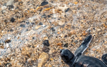 U.S. Navy Sailors release baby sea turtles into ocean during Multilateral Naval Exercise Komodo 2025 community relations project