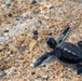 U.S. Navy Sailors release baby sea turtles into ocean during Multilateral Naval Exercise Komodo 2025 community relations project