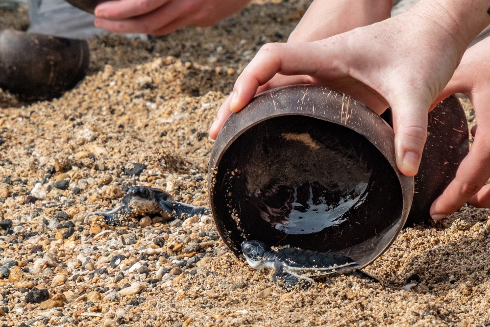 U.S. Navy Sailors release baby sea turtles into ocean during Multilateral Naval Exercise Komodo 2025 community relations project