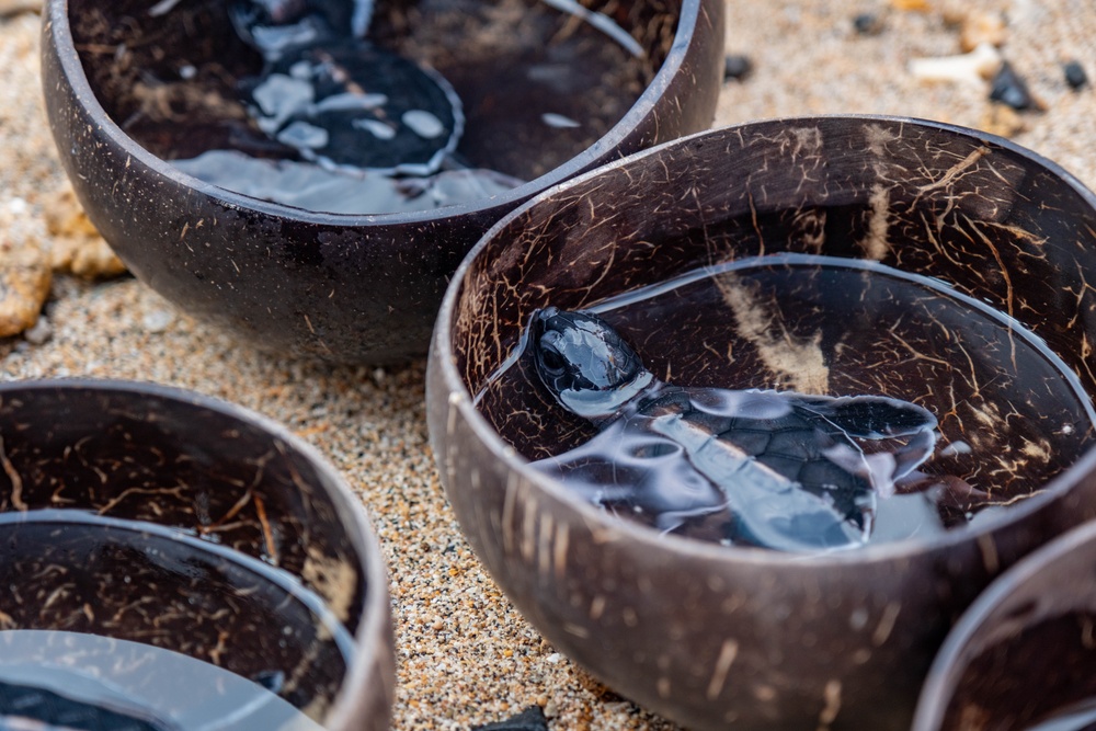 U.S. Navy Sailors release baby sea turtles into ocean during Multilateral Naval Exercise Komodo 2025 community relations project