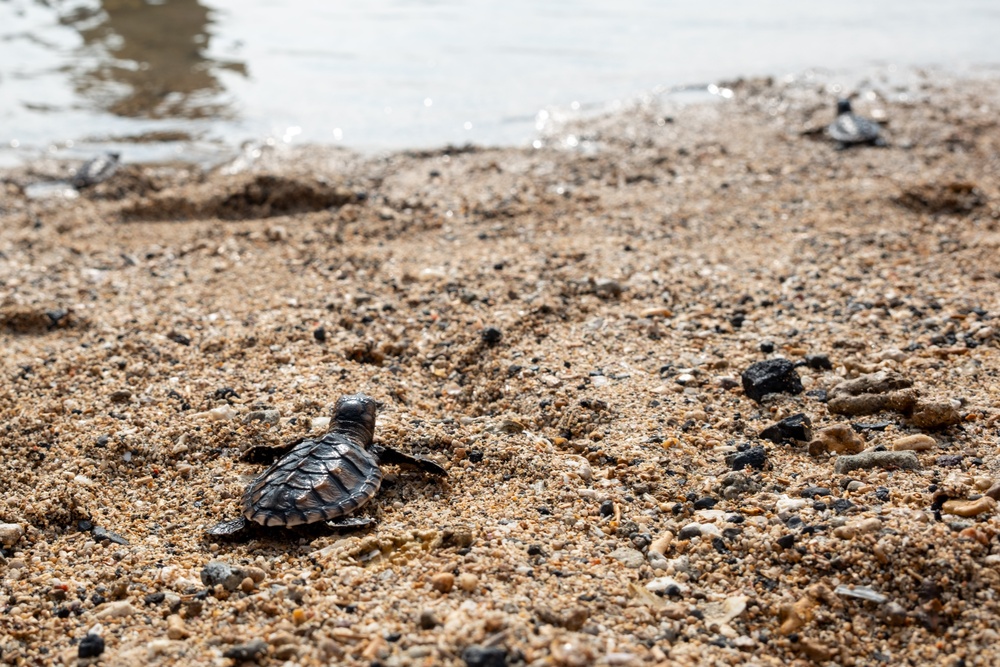 U.S. Navy Sailors release baby sea turtles into ocean during Multilateral Naval Exercise Komodo 2025 community relations project