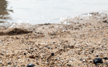 U.S. Navy Sailors release baby sea turtles into ocean during Multilateral Naval Exercise Komodo 2025 community relations project