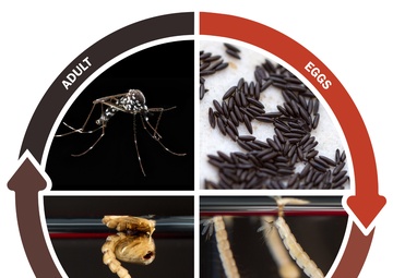 Where Do Mosquitoes Go During The Winter?