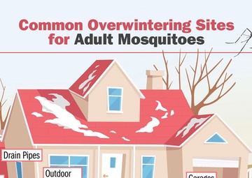 Where Do Mosquitoes Go During The Winter?