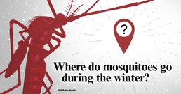 Where Do Mosquitoes Go During The Winter?