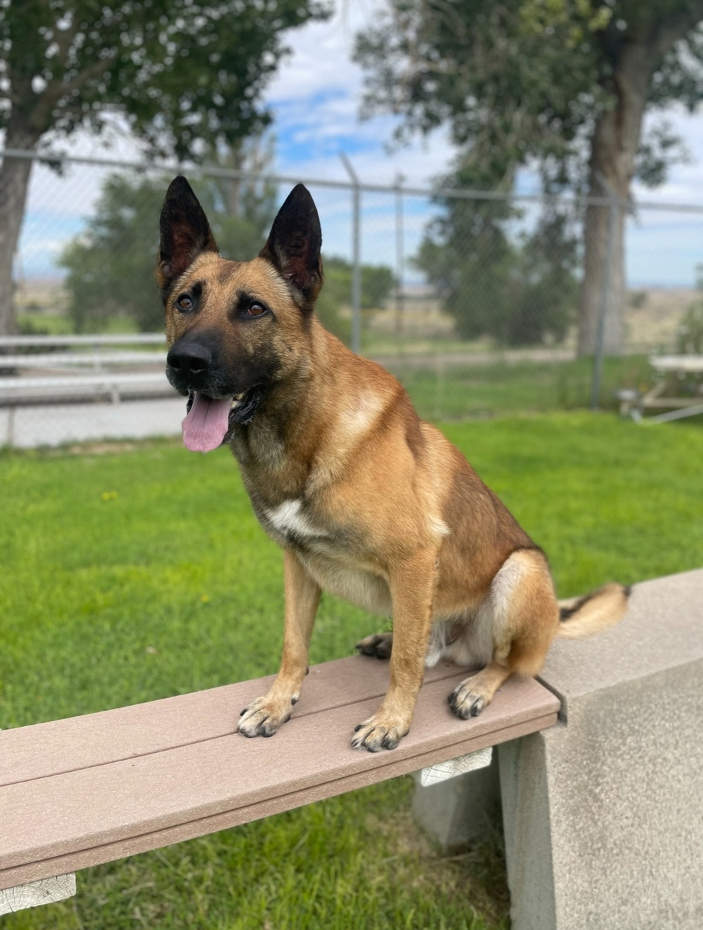 A Hero’s Retirement: Military Working Dog Bob’s life after service