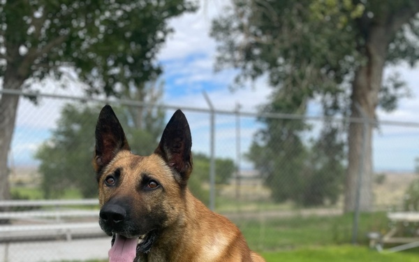 A Hero’s Retirement: Military Working Dog Bob’s life after service