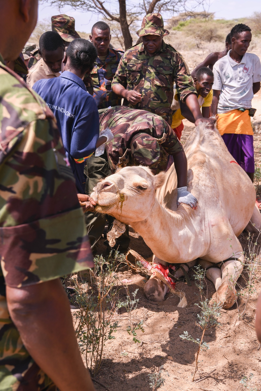 US, Kenya veterinarians treat local animals during Justified Accord