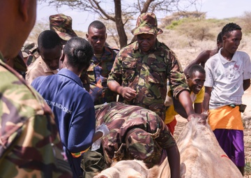 US, Kenya veterinarians treat local animals during Justified Accord