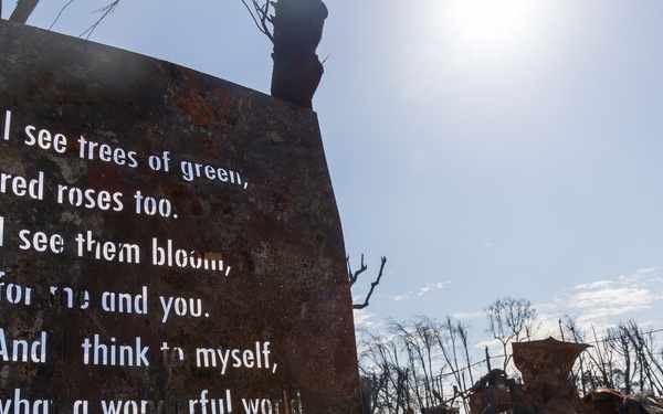 Resilience Amid the Ashes