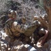 DM’s Special Warfare Airmen conduct a cave search and rescue exercise