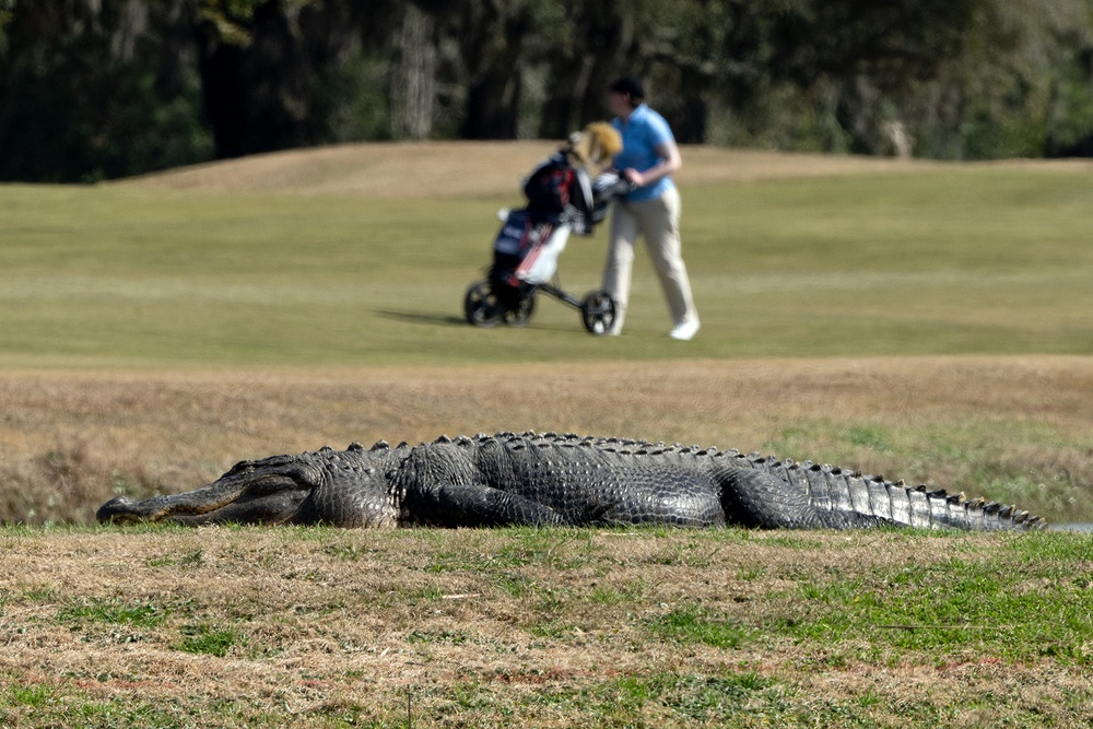 2025 Armed Forces Golf Championship