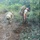 UXO Clearance at Mākua Military Reservation