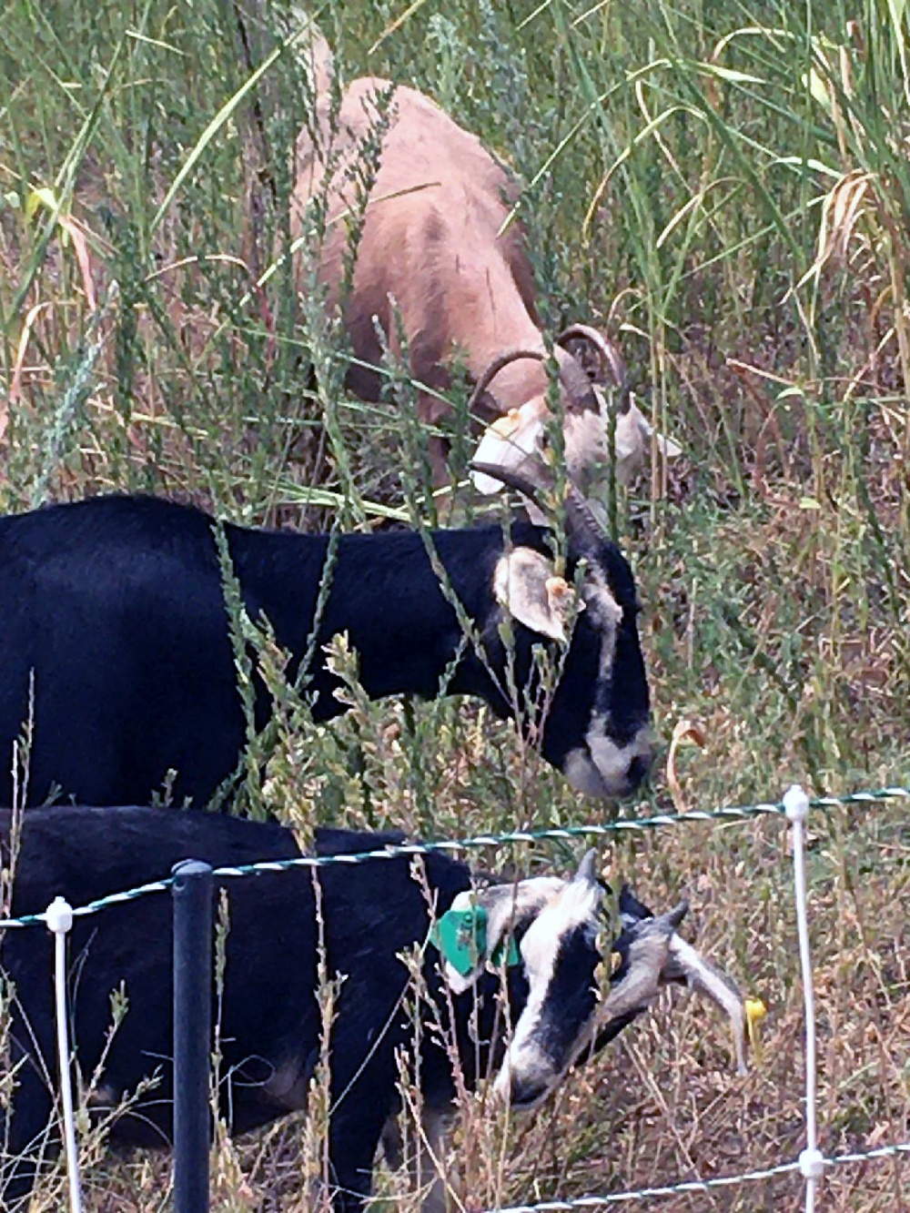 Pigs, plants and pesky mussels: A look at invasive species in Tulsa District