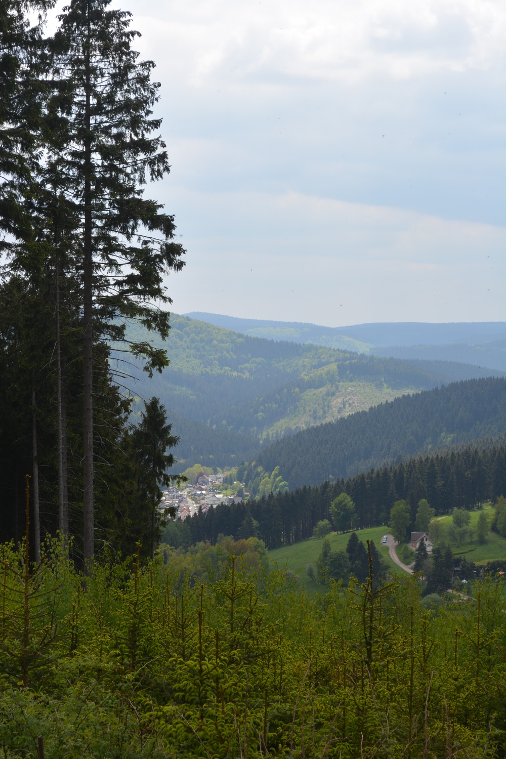 Hillside clearing