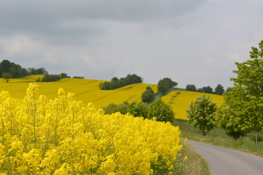 Golden flowering fields