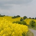 Golden flowering fields