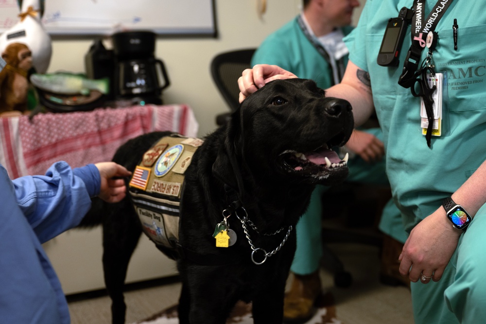 BAMC facility dog visits medical residents