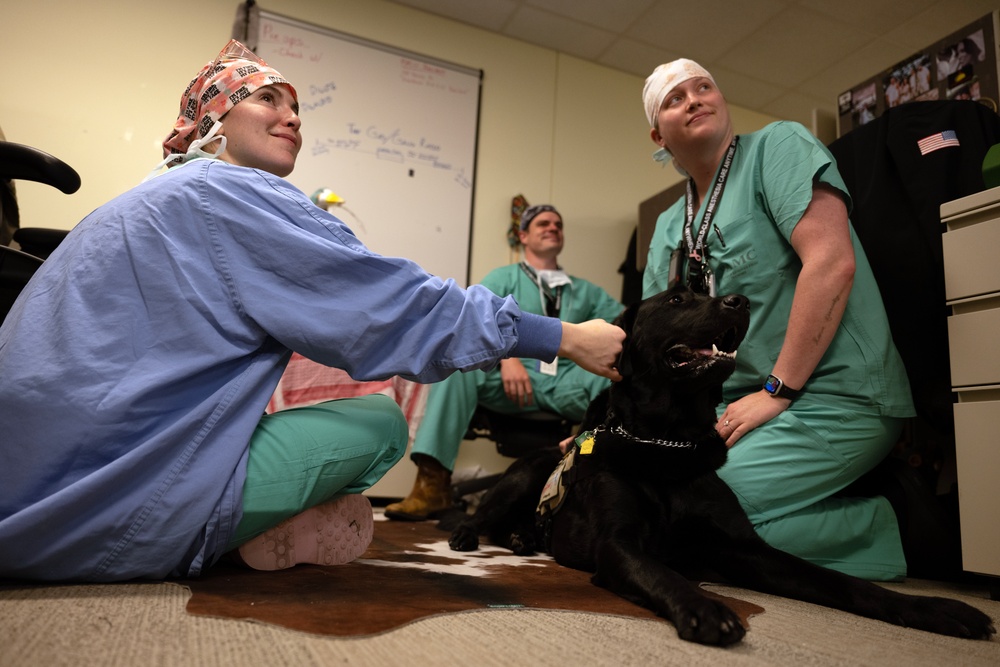 BAMC facility dog visits medical residents