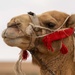Airmen journey through the sands with a bazaar and camel riding