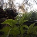 At the Crack of Dawn: Students at SOI-West Participate in the Advanced Infantry Marine Course at Kahuku Training Area