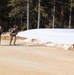 50-plus teams compete in ROTC’s Northern Warfare Challenge at Fort McCoy, La Crosse