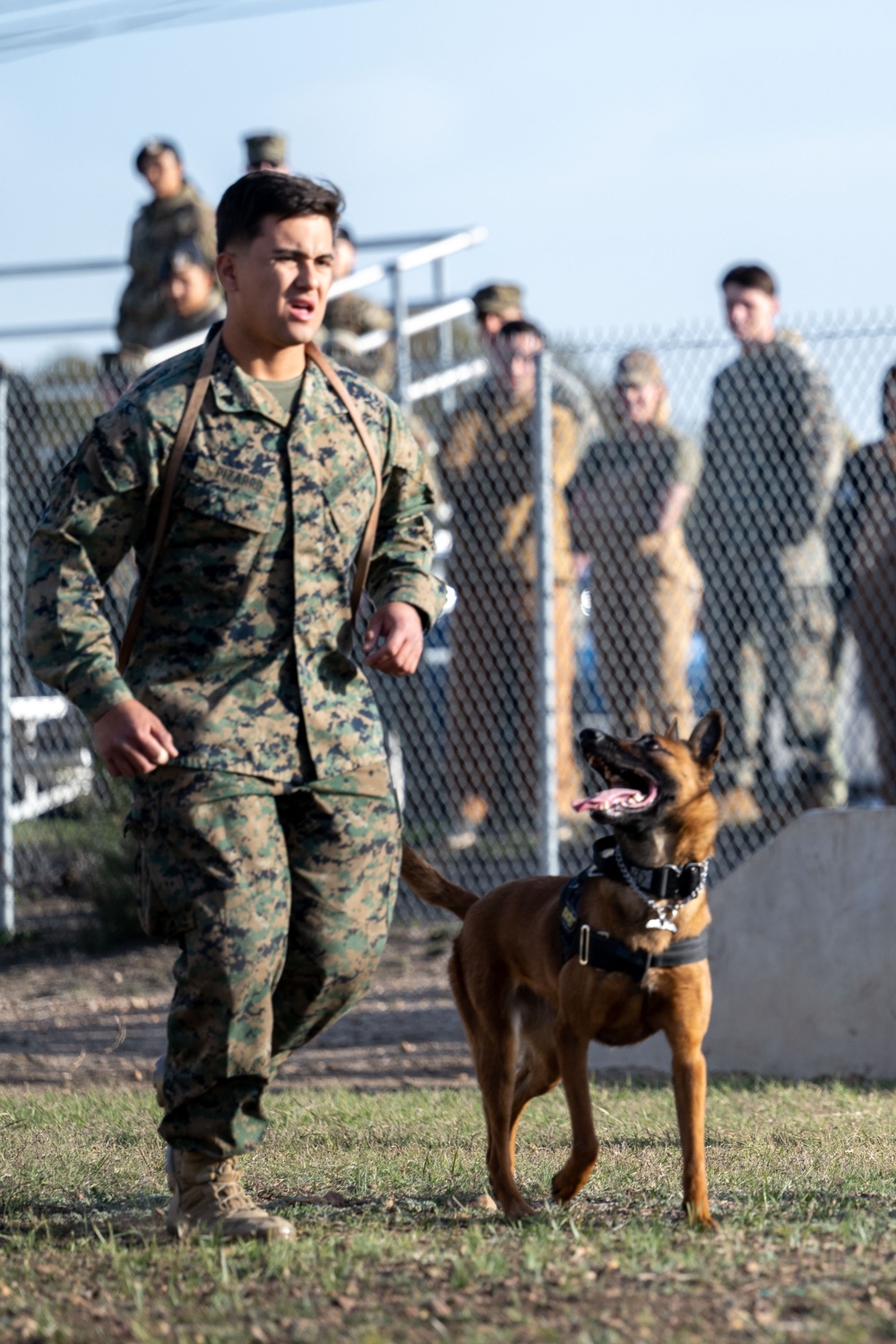 DoD K9 Competition