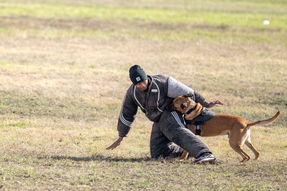 DoD K9 Competition