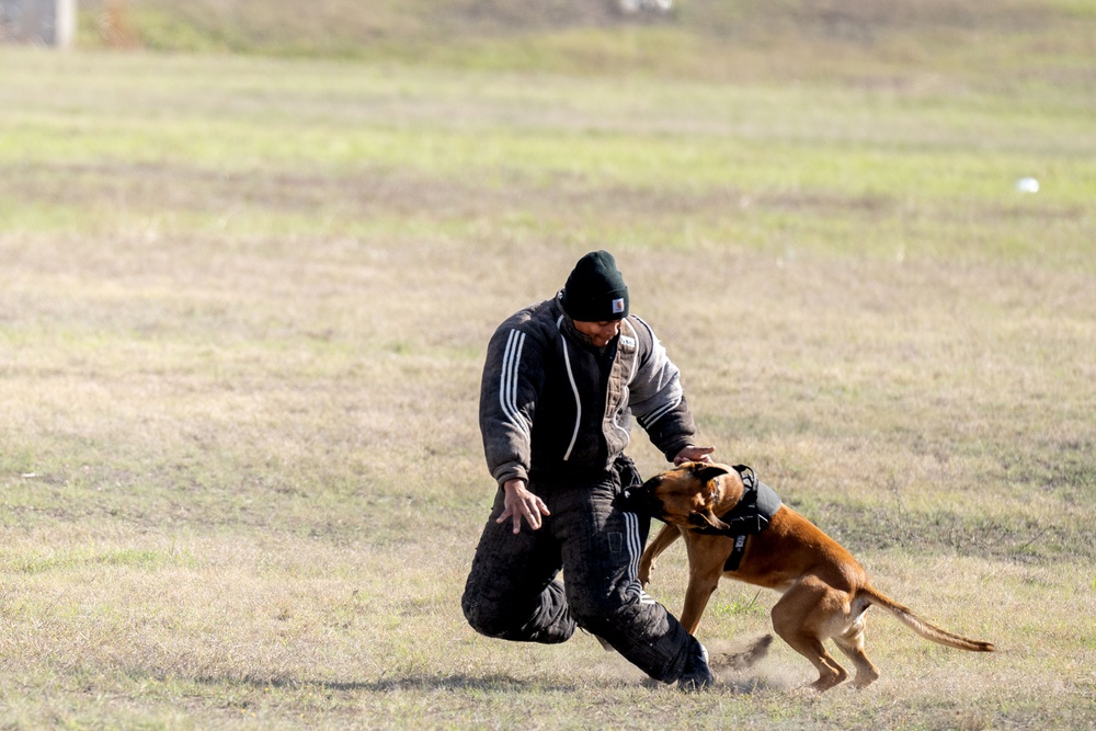 DoD K9 Competition