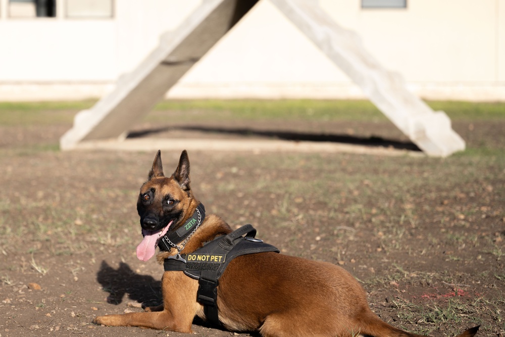 DoD K9 Competition