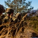 Soldiers from the 1-2 Stryker Brigade Fortifies Defensive Position - CALFEX 2025