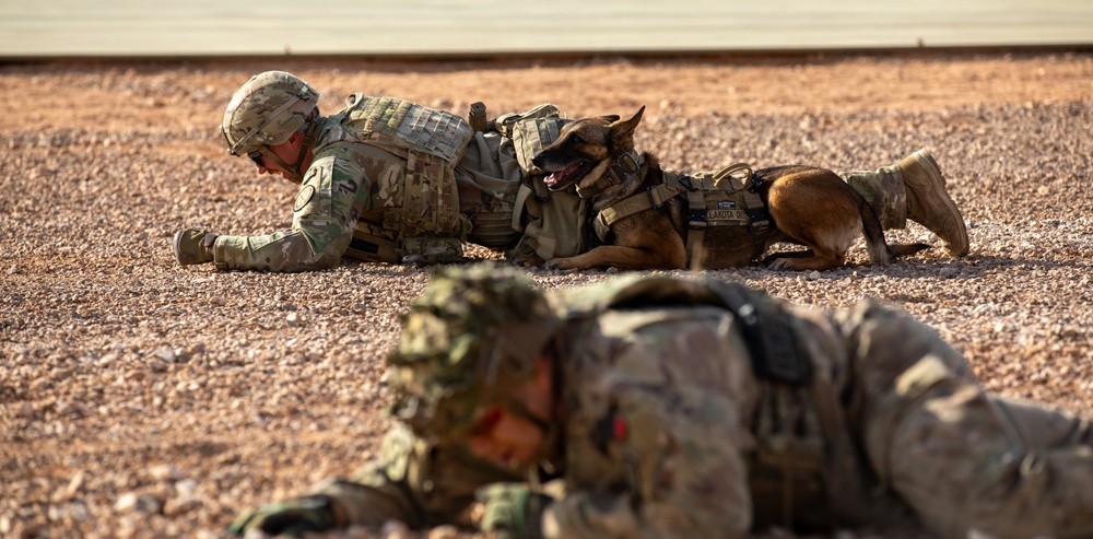 MWD Team LLakota and Handler Conquer 25-Meter High Crawl in EPFA at Al Tanf Garrison