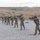 Coalition Forces Conduct Estonian-Led Range Operations