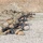 Coalition Forces Conduct Estonian-Led Range Operations