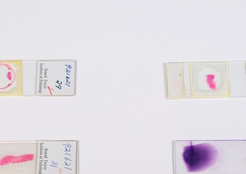 Histological slides, Space Monkey Collection.