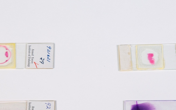 Histological slides, Space Monkey Collection.