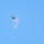 Soldiers from 2-130th Infantry Regiment Hone Their Skills in Counter UAS