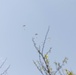 U.S. Marines with 3rd LSB Conduct Air Deliveries