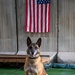 Military Working Dogs demonstrate skills to the Coalition