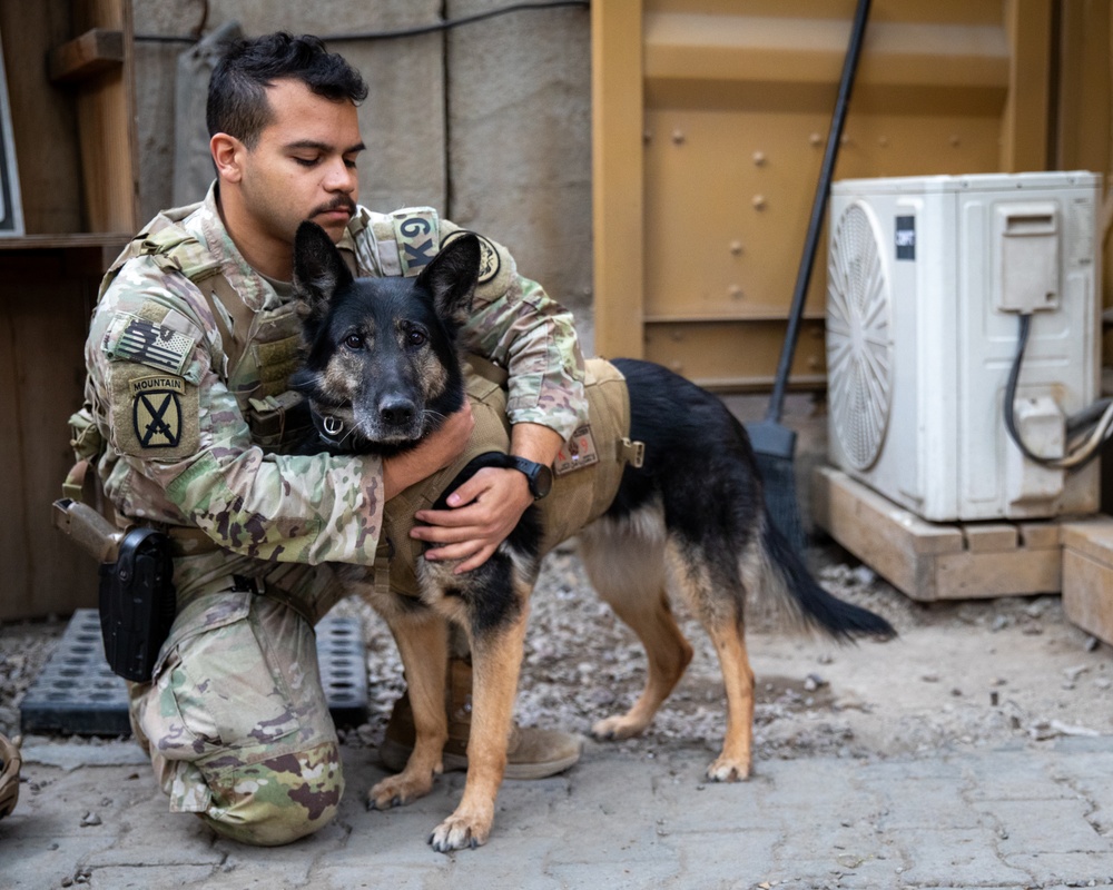 Military Working Dogs demonstrate skills to the Coalition