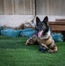 Military Working Dogs demonstrate skills to the Coalition