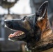 Military Working Dogs demonstrate skills to the Coalition