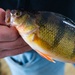 Beyond the base: ice fishing on Devils Lake