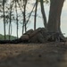 Cobra Gold 25: 1st LAR Bn. Marines, sailors conduct multilateral jungle patrol
