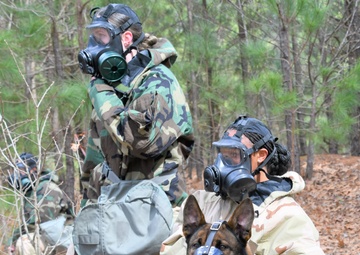 Paw and Order: The Elite Training of our Vets Caring for Military Working Dogs