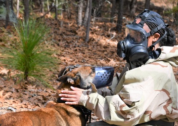 Paw and Order: The Elite Training of our Vets Caring for Military Working Dogs