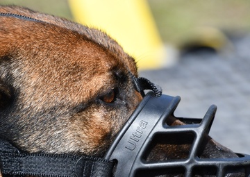 Paw and Order: The Elite Training of our Vets Caring for Military Working Dogs