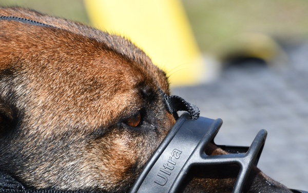 Fort Bragg Welcomes Dog Days of Spring