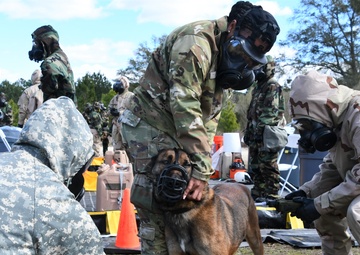 Paw and Order: The Elite Training of our Vets Caring for Military Working Dogs